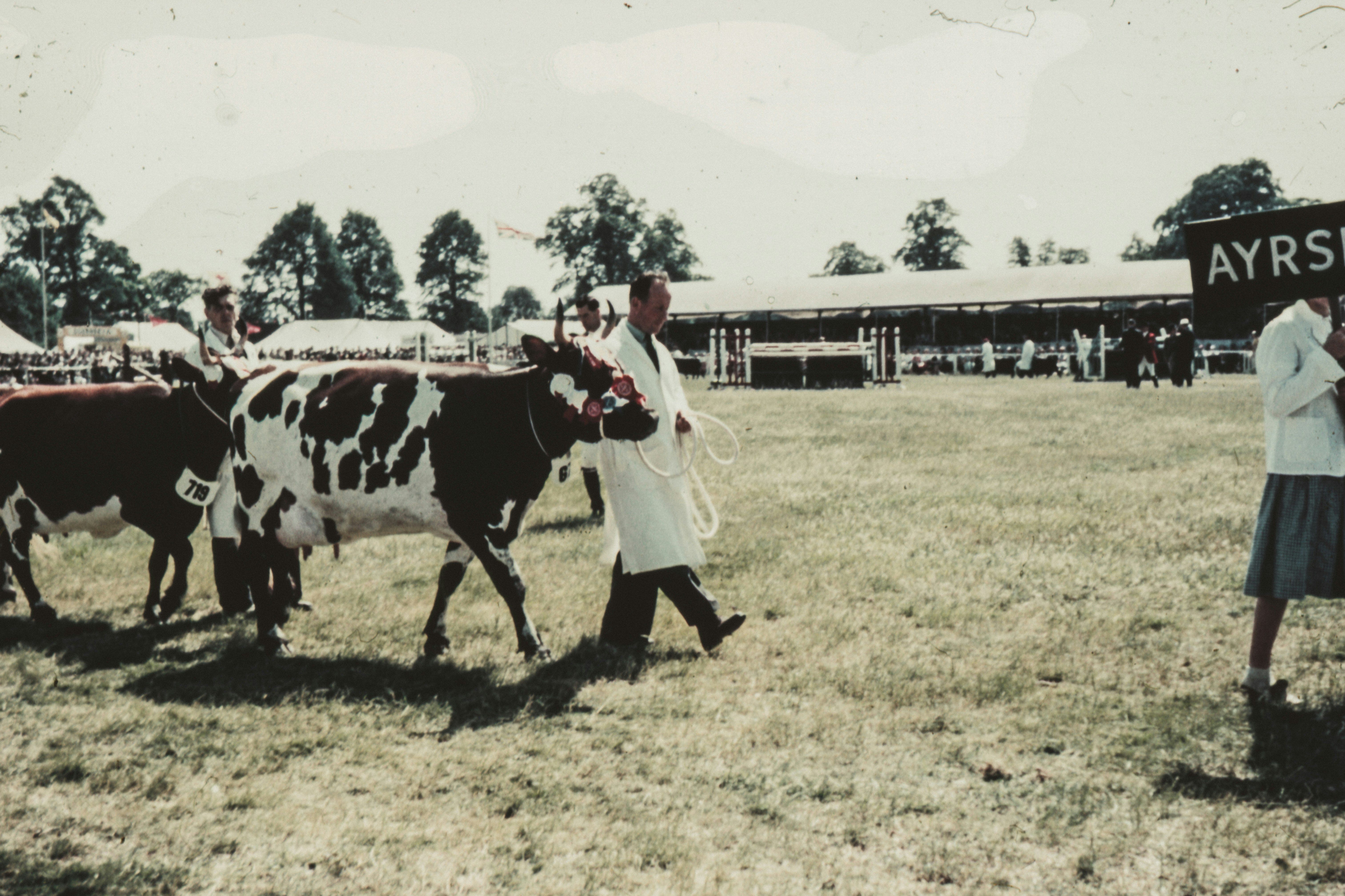 girl in white dress standing on green grass field beside white and black cow during daytime